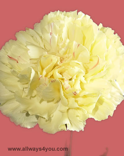 Carnation Hermes Flowers