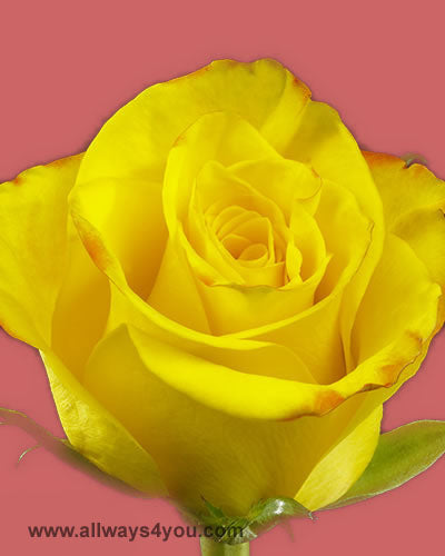 Roses-High-And-Yellow-Magic Flowers