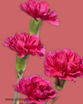 Mini Hot Pink Carnations Flowers