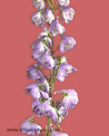 Delphinium Hybrid Lavender Flowers