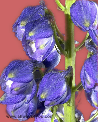 Delphinium Hybrid Purple Flowers