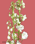 Delphinium Hybrid White Flowers