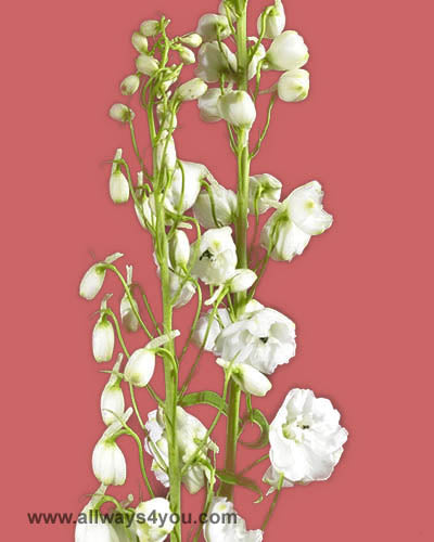 Delphinium Hybrid White Flowers