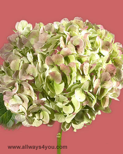 Hydrangea Antique Green Flowers