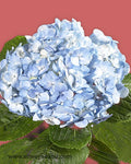 Hydrangea Blue Flowers