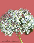 Hydrangea Hulk Flowers