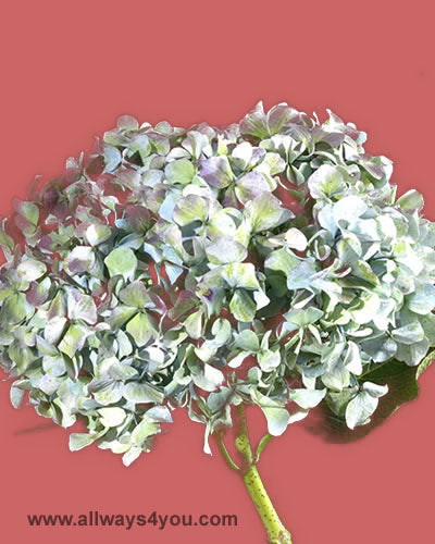 Hydrangea Hulk Flowers