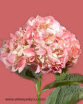 Hydrangea Tinted Pink Flowers