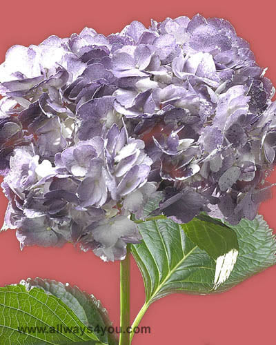 Hydrangea Tinted Purple Flowers