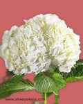 Hydrangea White Flowers