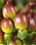 Hypericum Burgundy Flowers