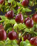 Hypericum Coffee Temptation Flowers