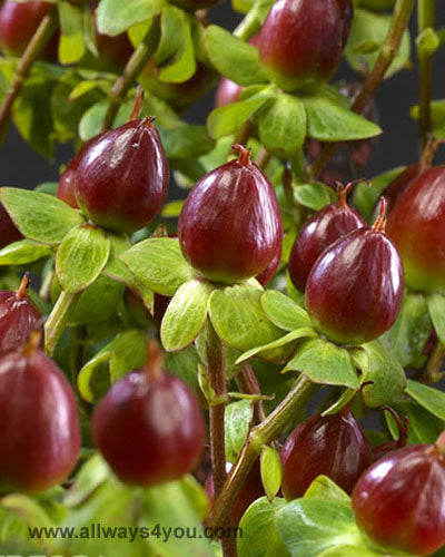 Hypericum Coffee Temptation Flowers
