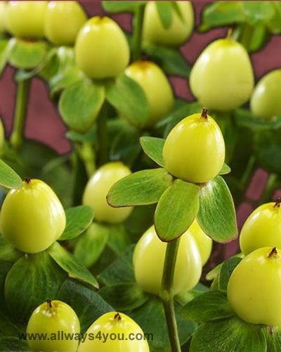 Hypericum Cream Temptation Flowers