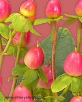 Hypericum Elite Coral Flowers