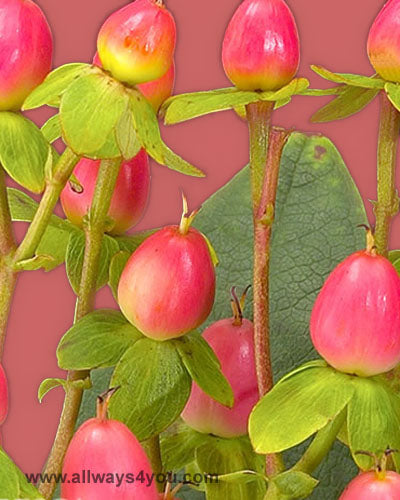 Hypericum Elite Coral Flowers