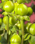 Hypericum Emerald Flowers