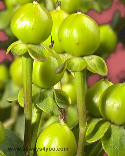 Hypericum Emerald Flowers