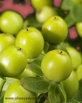 Hypericum Green Condor Flowers