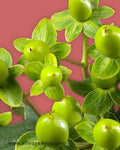 Hypericum Green Peace Flowers