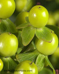 Hypericum Magical Dream Flowers