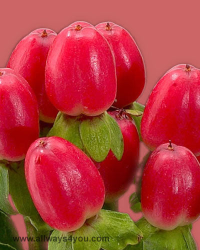 Hypericum Magical Red Flowers