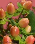 Hypericum Red Temptation Flowers