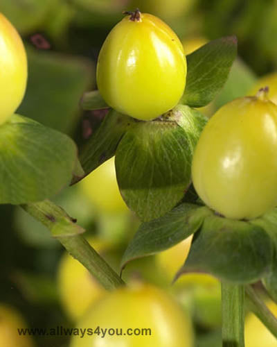 Hypericum Sunny Classic Flowers