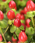 Hypericum Sunrise Flowers