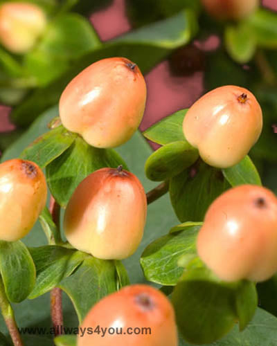 Hypericum Super Bowl Flowers
