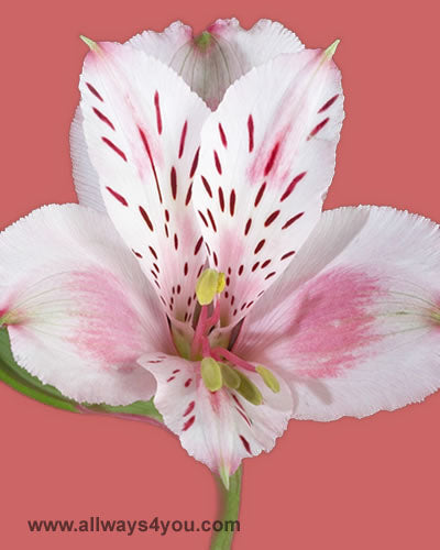 Alstroemeria-irena Flowers-wholesale , 646-208-9995 ny
