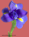 Iris Flowers