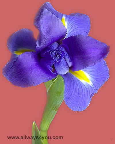Iris Flowers