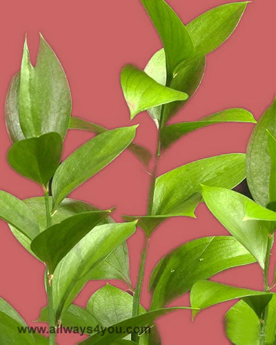 Green Israeli Ruscus Flowers