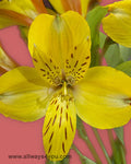 Alstroemeria-Jamaica Flowers- 646-208-9995 wholesale