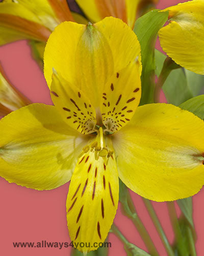 Alstroemeria-Jamaica Flowers- 646-208-9995 wholesale