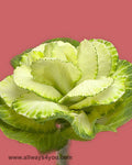 Kale Green Flowers