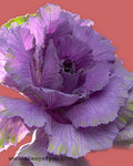 Kale Purple Flowers