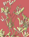 Kangaroo Paws Green Flowers thumbnail