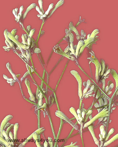 Kangaroo Paws Green Flowers thumbnail