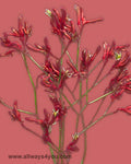 Kangaroo Paws Red Flowers