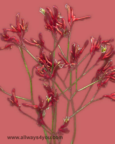 Kangaroo Paws Red Flowers