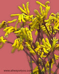 Kangaroo Paws Yellow Flowers