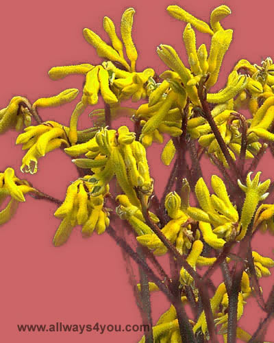 Kangaroo Paws Yellow Flowers