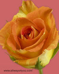 Roses Karibbean Flowers