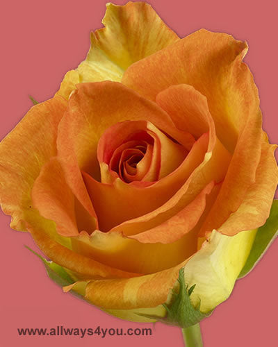 Roses Karibbean Flowers