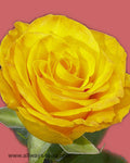 Roses Kerio Flowers