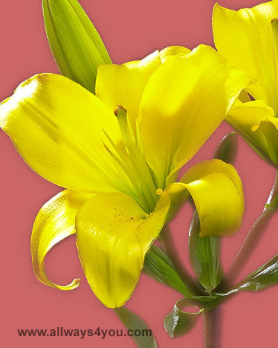 Lilies Asiatic La Hybrid Golden Tycoon Flowers thumbnail