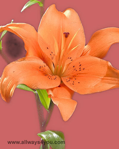 Lilies La Hybrid La Corno Flowers