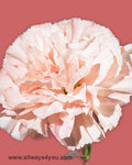 Carnation LP Candy Flowers